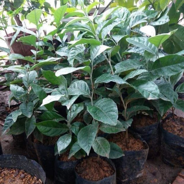 Cây giống Nhót Ngọt Mỹ