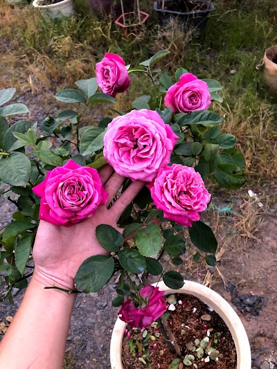Hoa Hồng thân gỗ dáng tree Purple beauty tím đẹp hoàn hảo