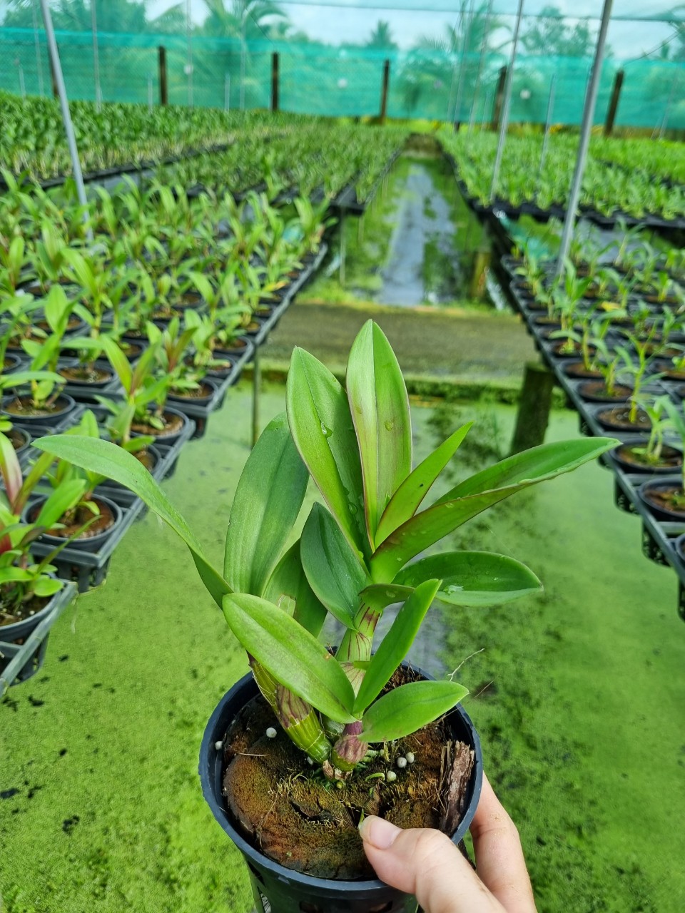 HOA LAN NẮNG