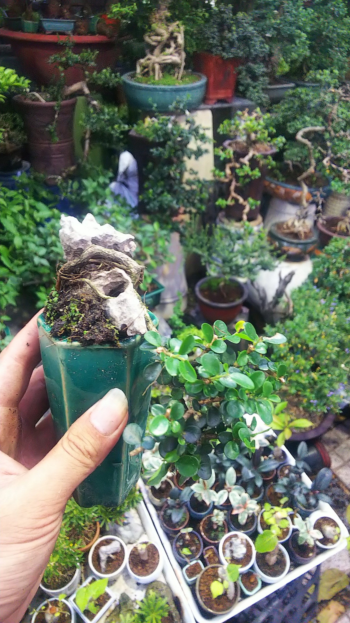 Sam núi bonsai mini sĩze 10cm phân tan chậm