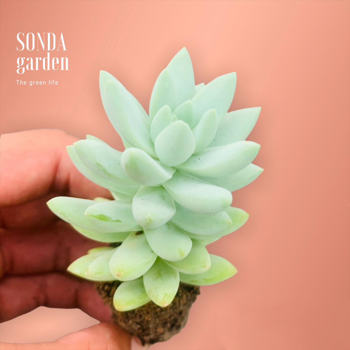 SEN ĐÁ CHUỖI NGỌC LAM SIZE MINI, LỖI 1 ĐỔI 1