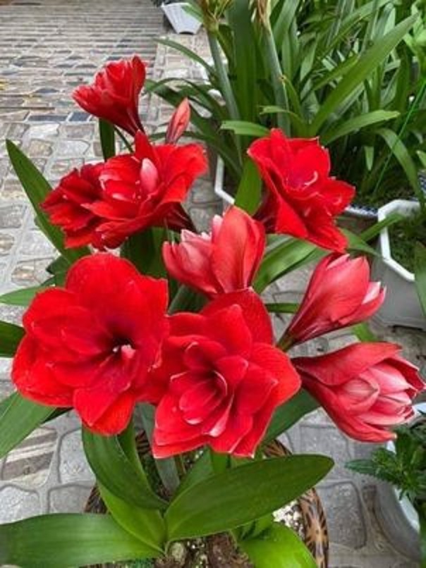 CỦ HOA HUỆ TÂY CÁNH KÉP (Hoa như hình)
