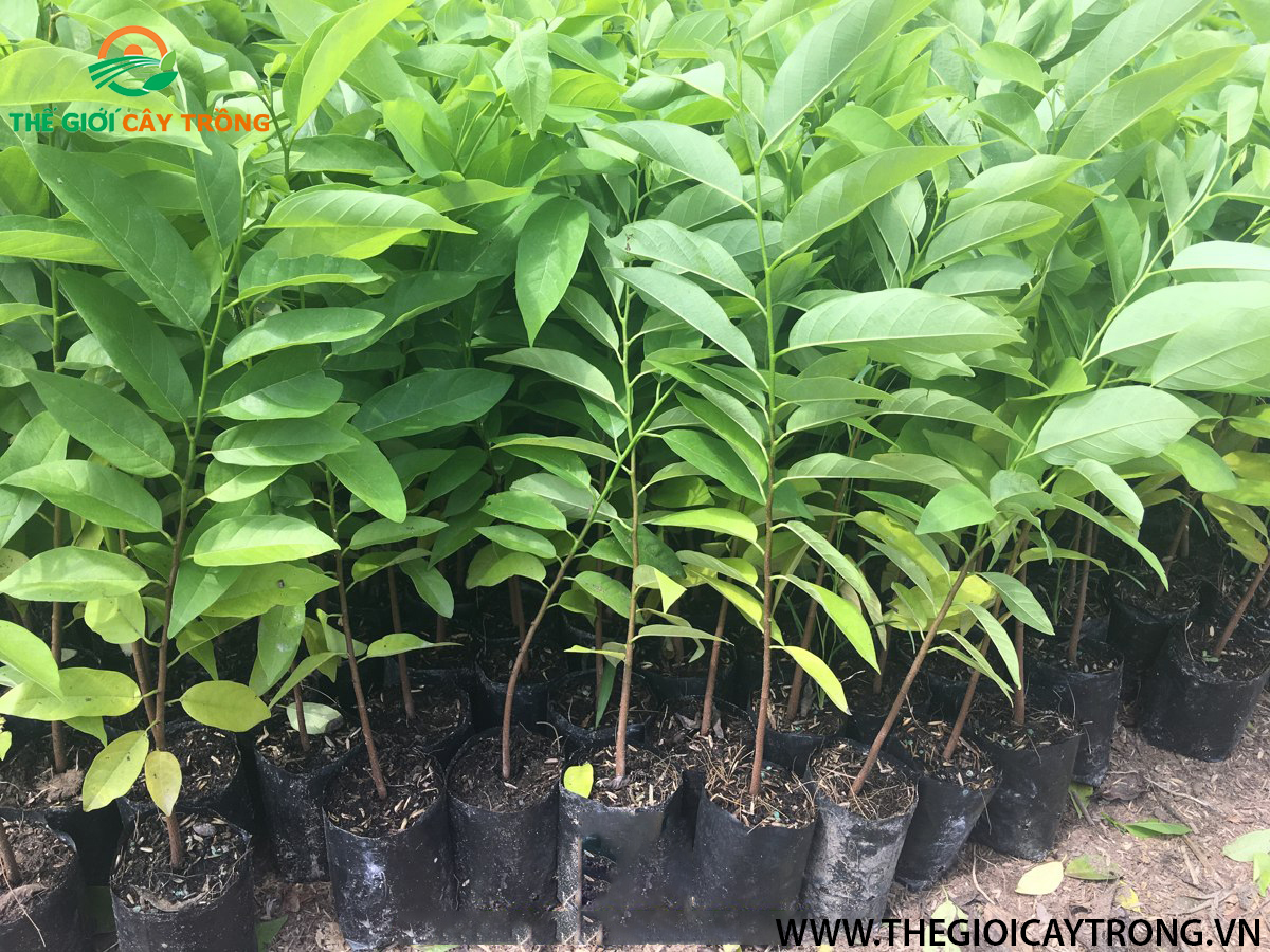 cây giống na dai