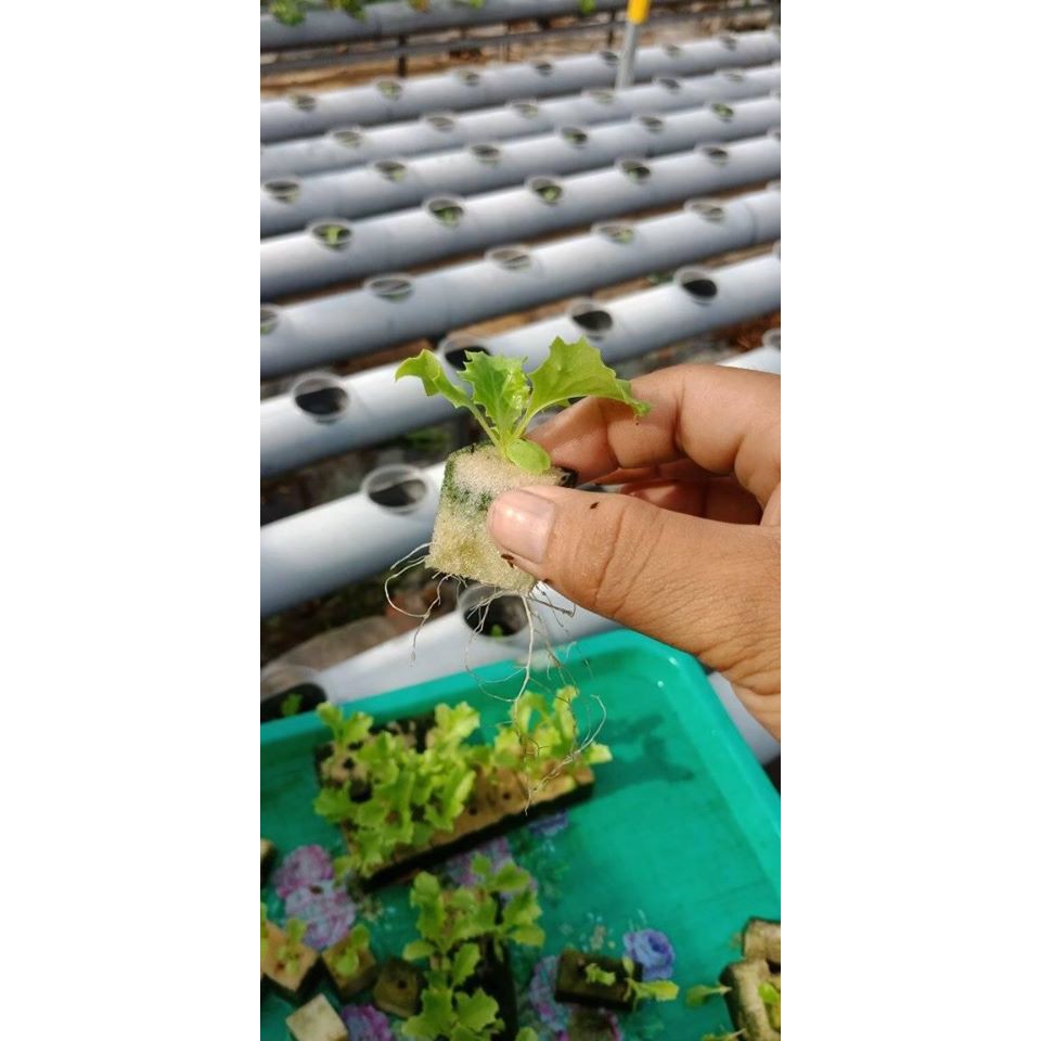 Mút xốp ươm hạt, mút ươm hạt thủy canh 480 viên