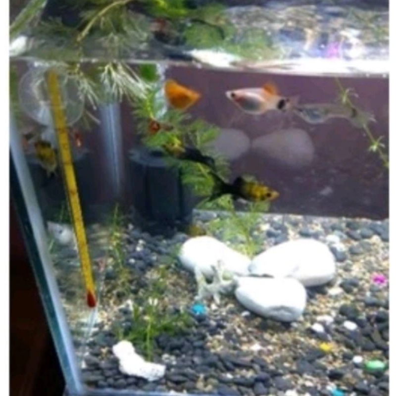 Termometer aquarium RECENT RC T008