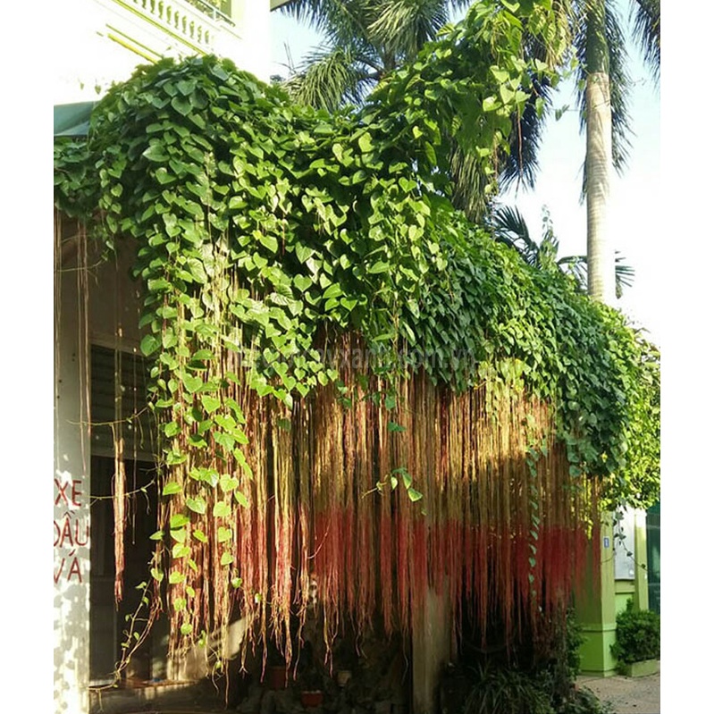 Dây Leo Liêm Hồ Đằng- cây giống size to