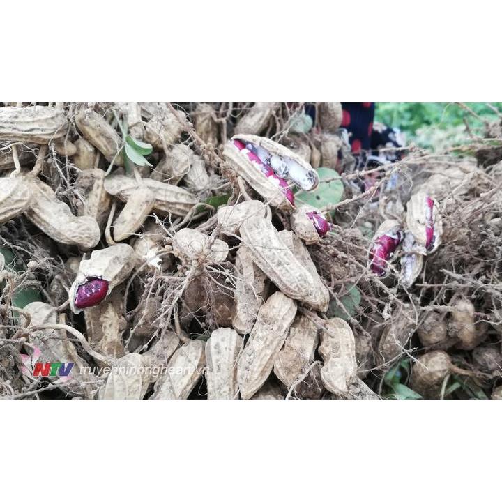hạt giống lạc đen (đậu phộng đen) loại xịn