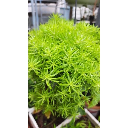 mười giờ Úc