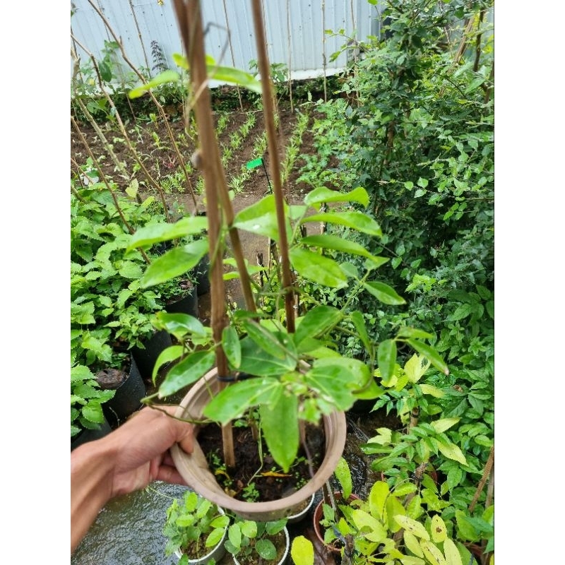 Cây hoa leo móng cọp xanh