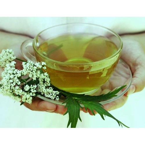 bầu cây giống cây ngải dại - kh35dl