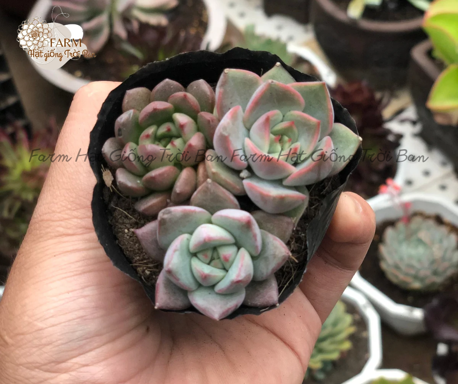[ Ngẫu nhiên ] SEN BẦU 3 CÂY NGẪU NHIÊN - HÀNG ĐẸP