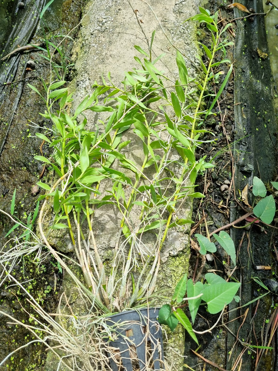 HOA LAN BẠCH CÂU RẤT THƠM
