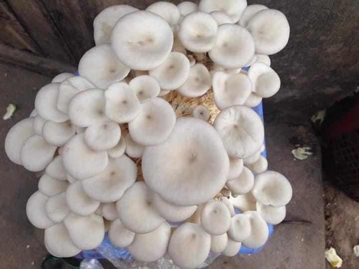 Phôi nấm Sò thái (1 kiện 06 bịch)