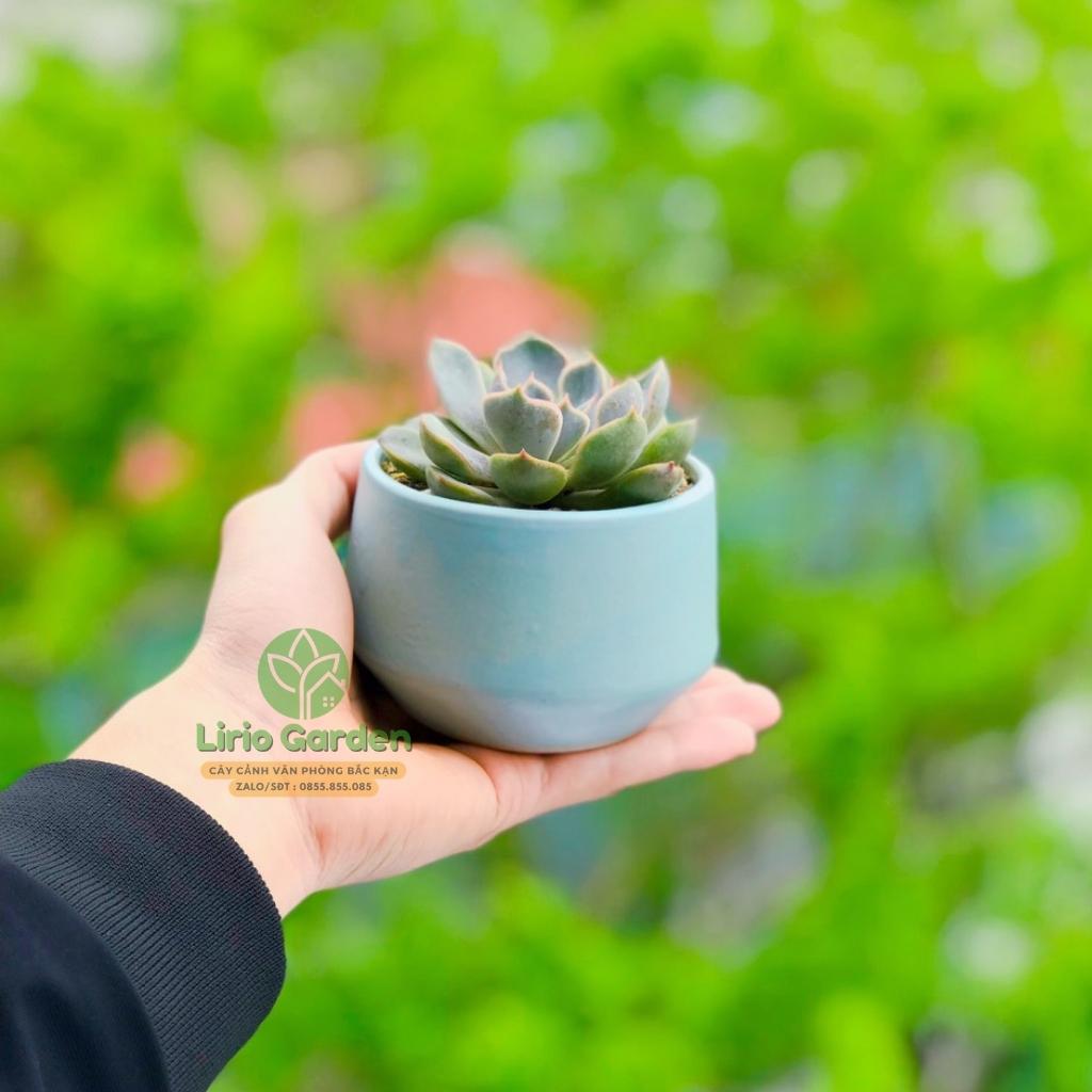 cây sen đá bầu kèm chậu hạt dẻ nhỏ [ tặng kèm đất trồng cây ]