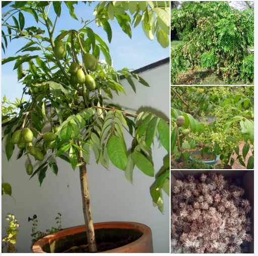 Hạt giống cây ăn trái cóc Thái