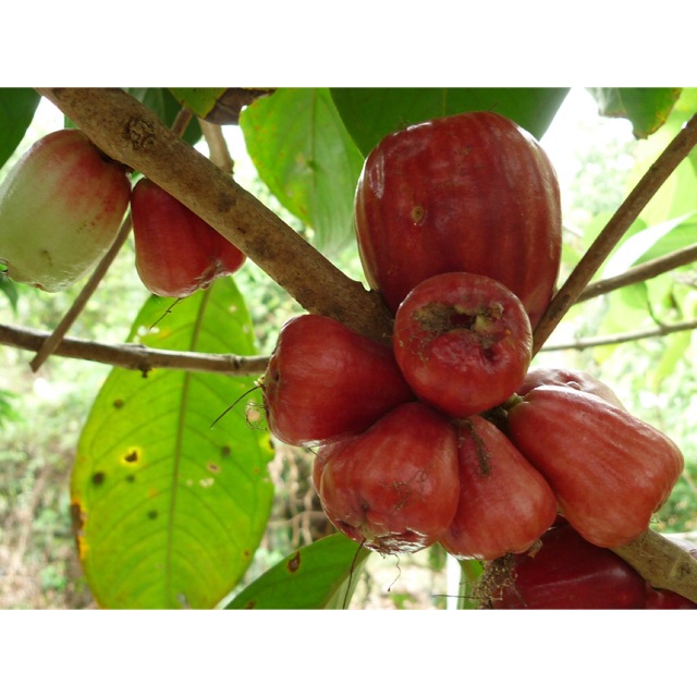Cây Mận Điều Đỏ Giống (ghép siêu sớm)
