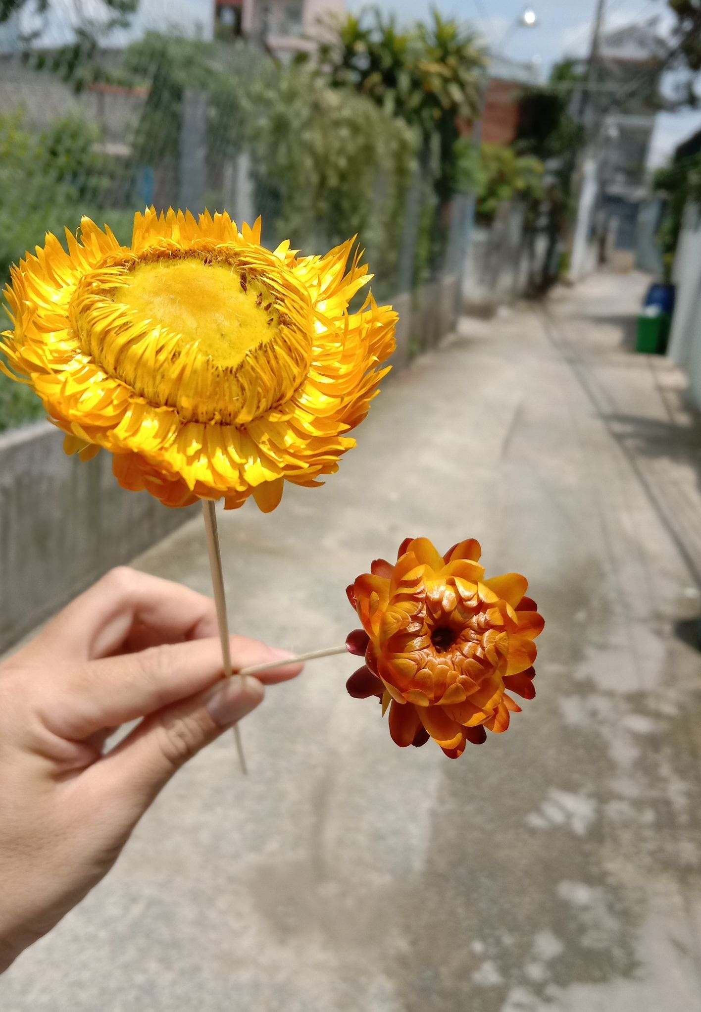 hoa cúc bất tử khô thân tăm tre