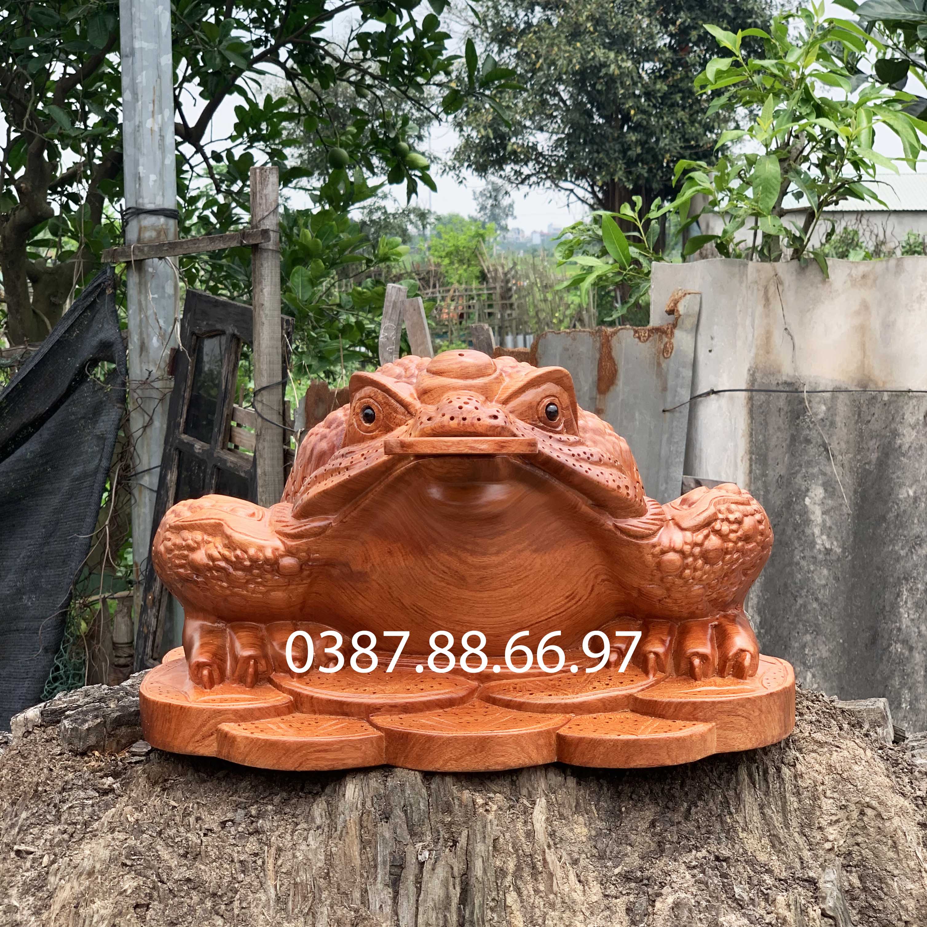 Tượng cóc ngậm tiền rộng 30 35 40cm gỗ hương cực đẹp