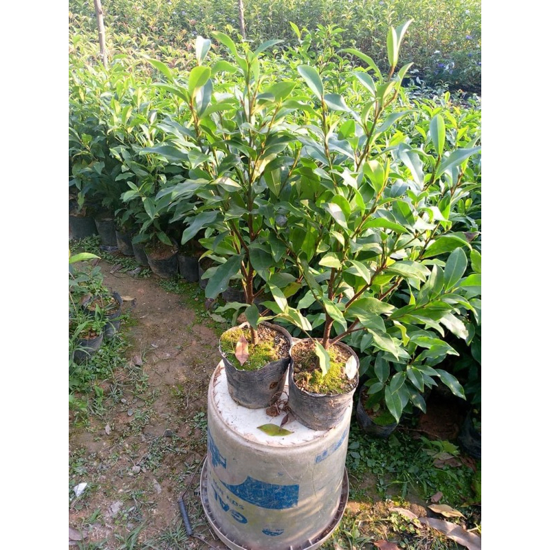 Cây lan tiêu bầu bát ( ảnh thật)