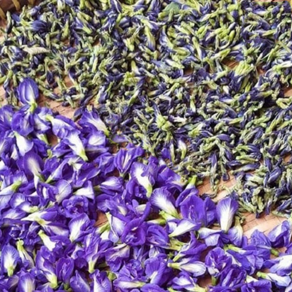 Hoa đậu biếc sấy khô trồng ở quê