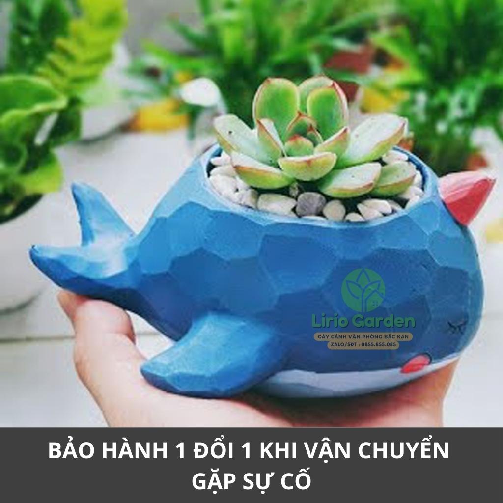 chậu cây hình cá voi xanh