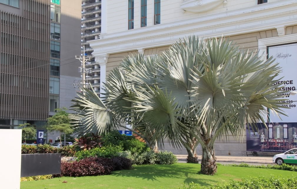 cây giống Cọ Bạc (kè bạc)
