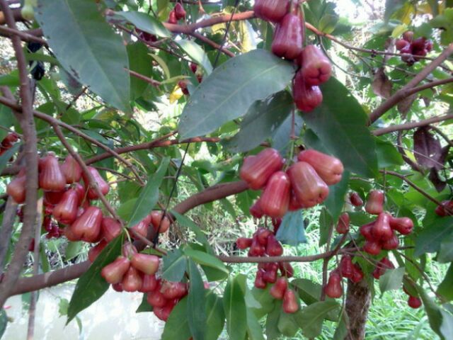CÂY GIỐNG ROI ĐỎ (MẬN ĐỎ AN PHƯỚC)