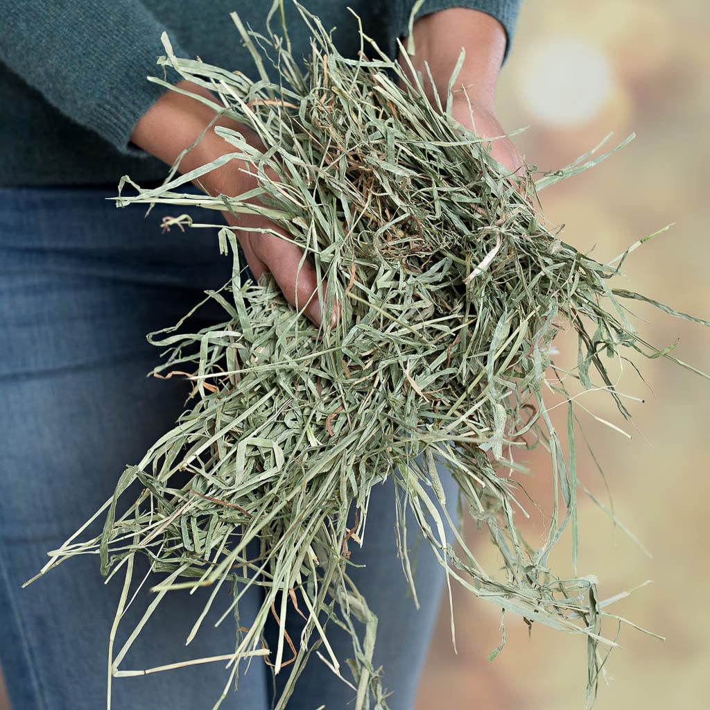 Oxbow Animal Health Western Timothy Hay - All Natural Hay for Rabbits ...