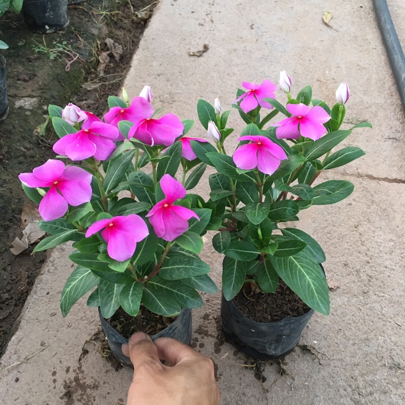 HOA DỪA CẠN TA - bầu cây đẹp đang hoa (có nhiều màu)