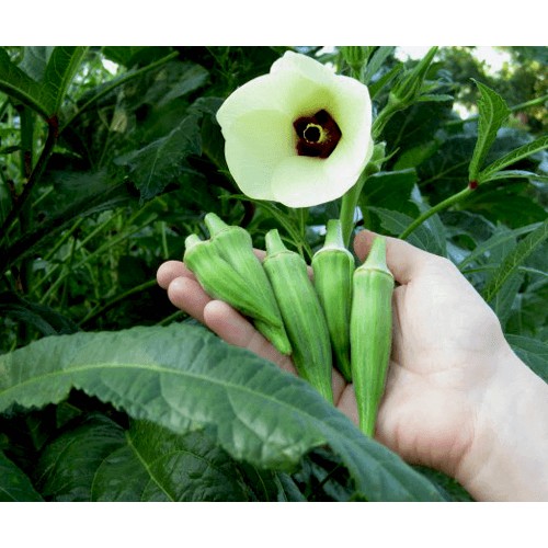 HẠT GIỐNG ĐẬU BẮP CAO SẢN GÓI 20GRAM