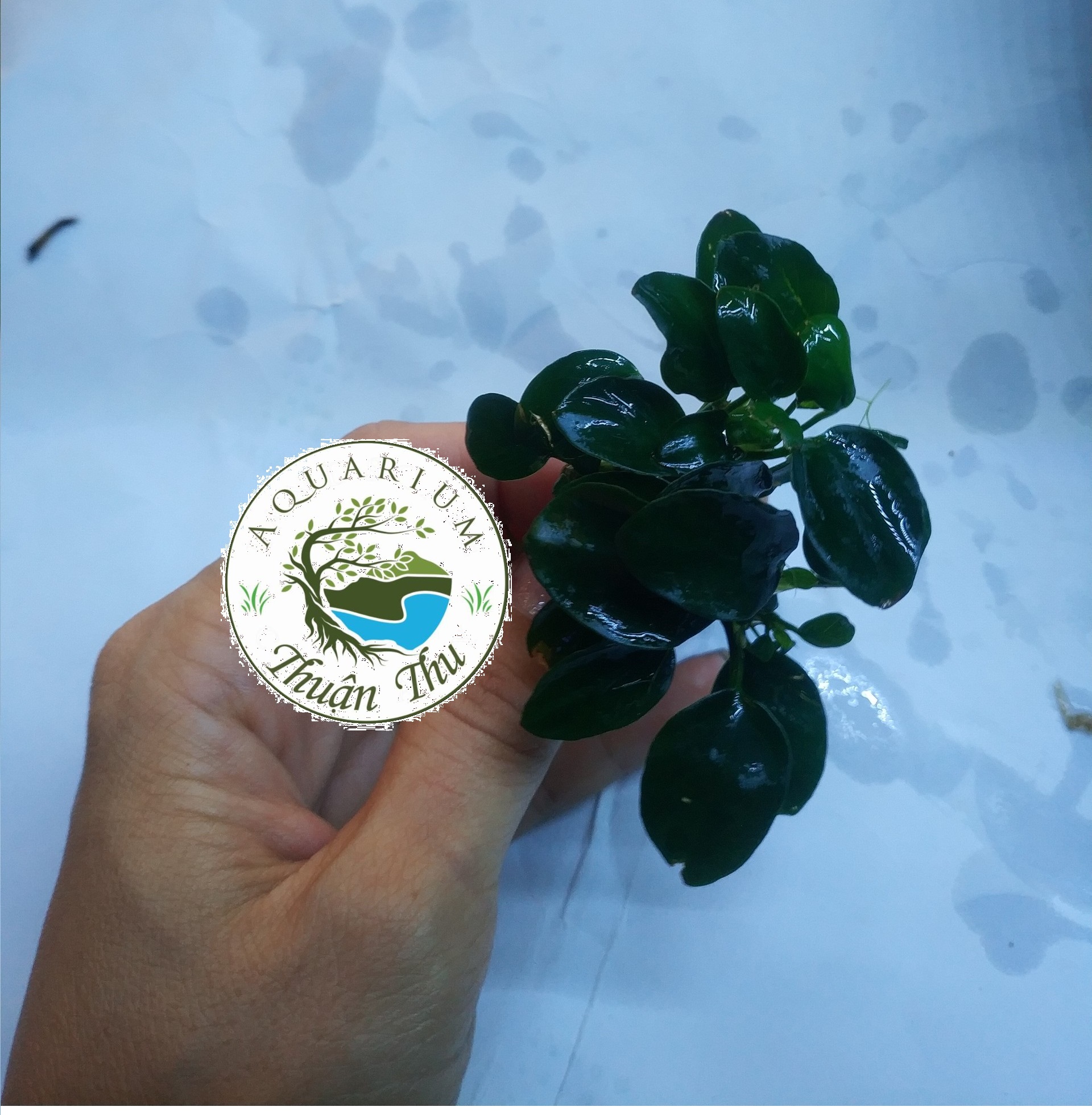 Cây thủy sinh Ráy Nana Petite Nhật (Anubias nana Japan)
