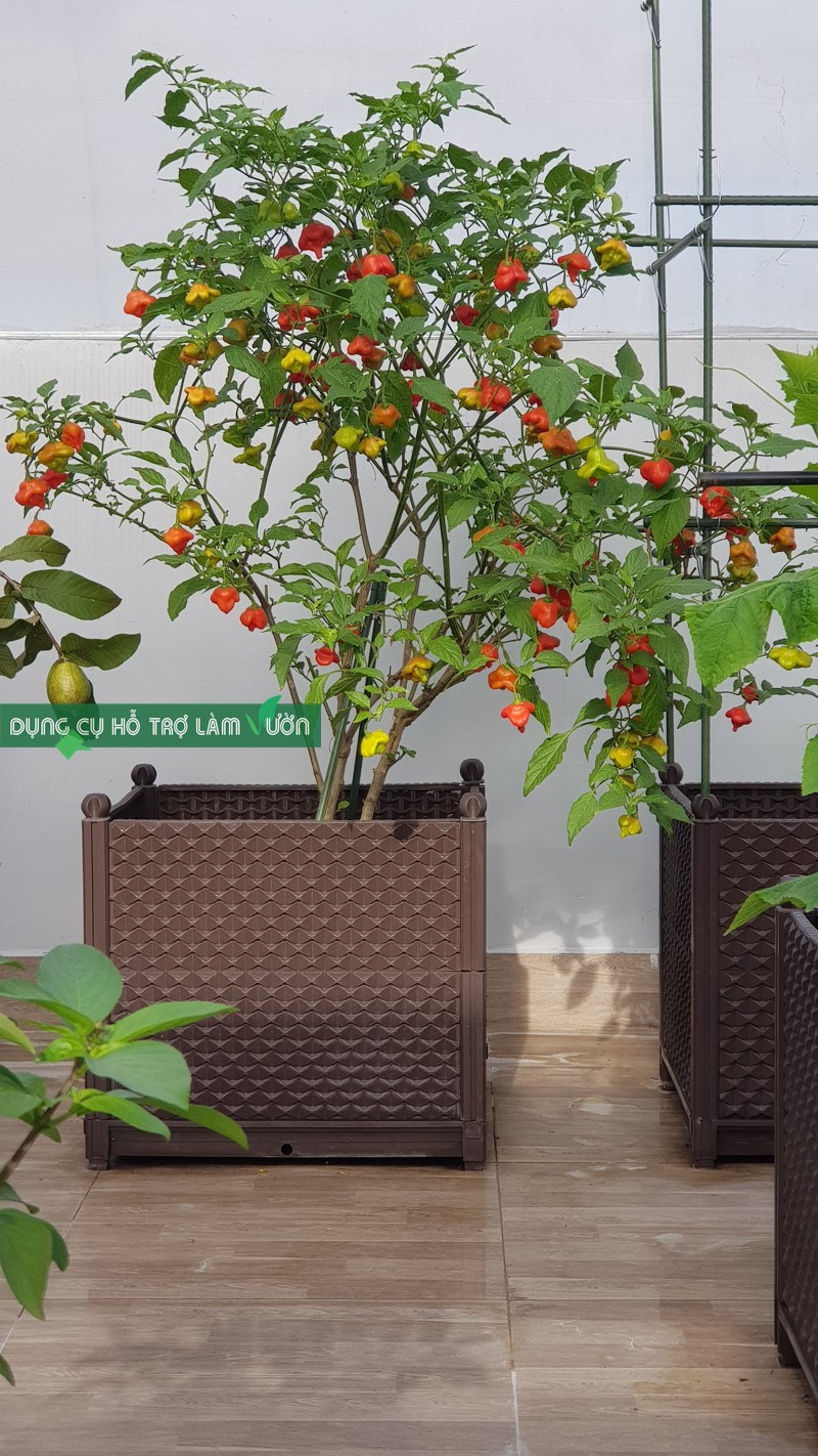 Chậu ghép của Nhật đáy 42*51cm cao 48cm màu nâu thích hợp trồng các loại cây leo như bầu, bí, mướp , khổ qua bền từ 5 năm