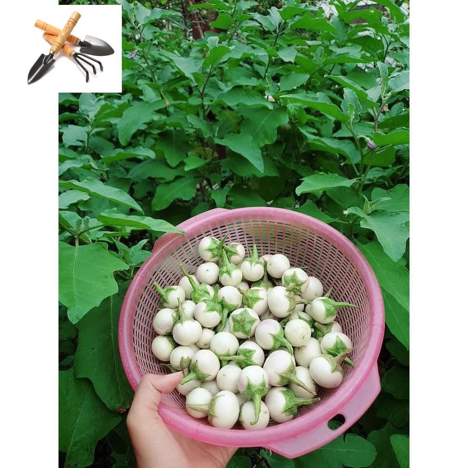 bầu cây giống cây cà pháo -cây khoẻ đẹp
