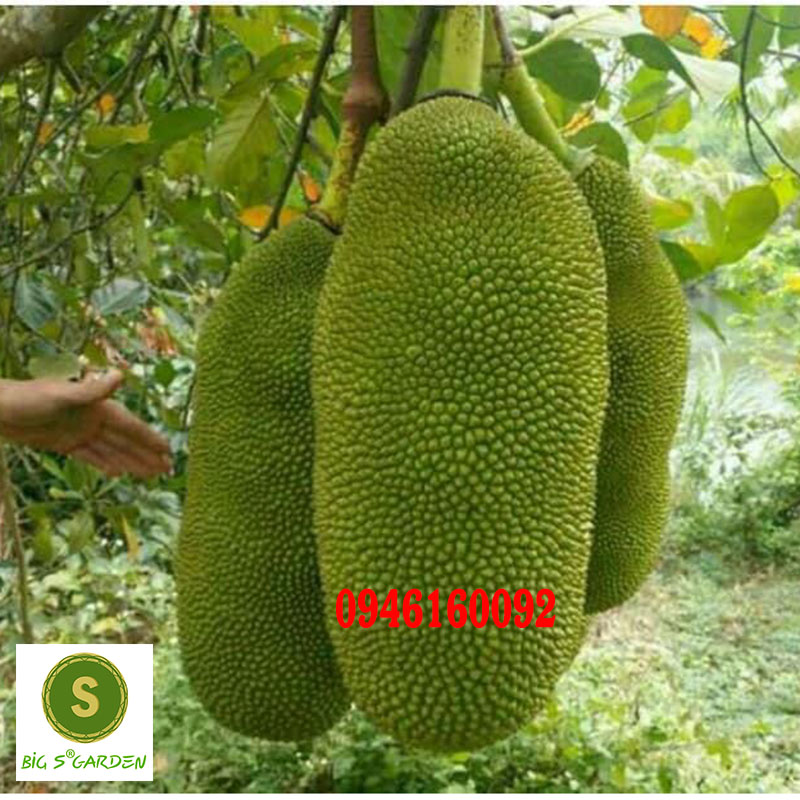 Cây Giống Mít Thướt Mã Lai Trái Dài