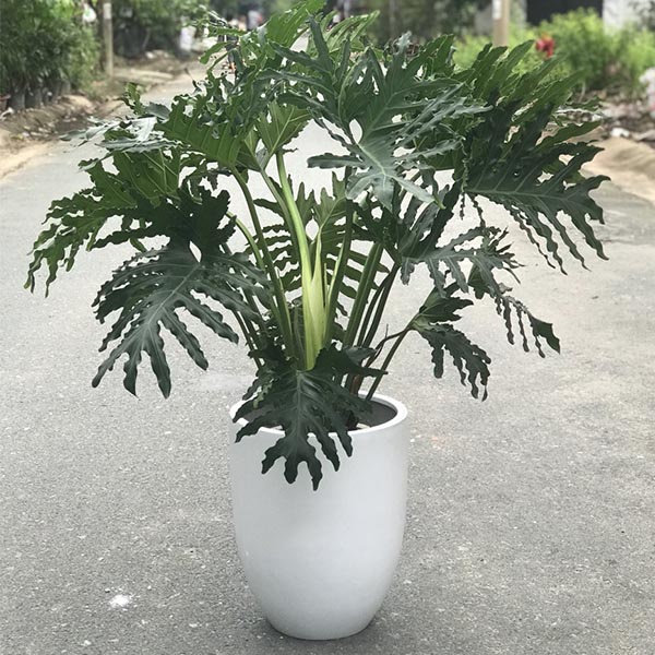 Cây trầu bà thanh Xuân (trầu bà lá xẻ) - cây to