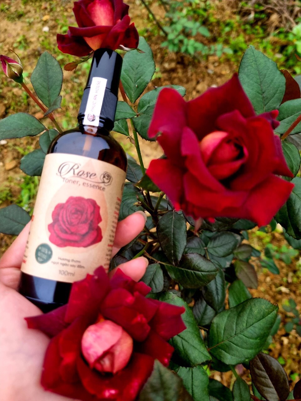Nước hoa hồng Rose Toner, essence 100ml