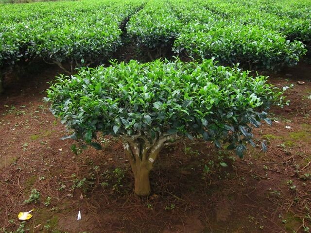 Cây CHÈ xanh ( cây trà xanh ) giống
