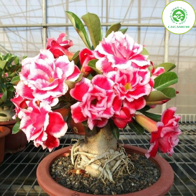 Cây giống sứ thái (Ảnh thật số 2)