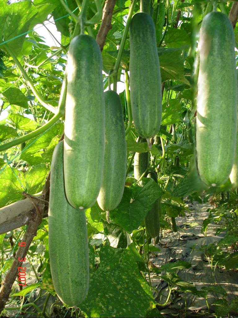 Hạt giống dưa leo lai F1 ( 20-40 hạt ) giá rẻ