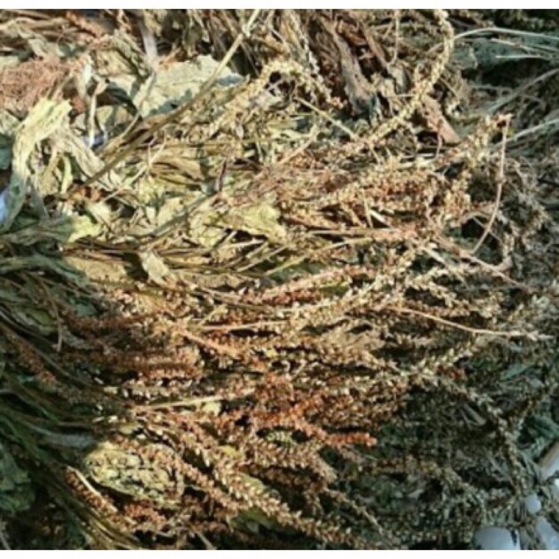 cây mã đề khô 1kg