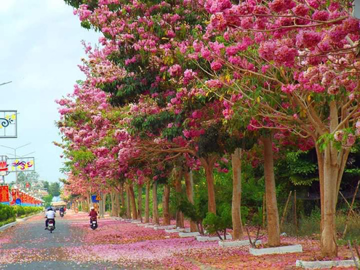 CÂY GIỐNG CÂY KÈN HỒNG (CÂY CHUÔNG HỒNG)
