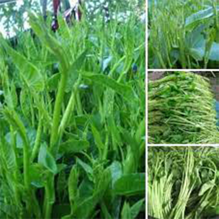 500 Gram hạt giống rau muống chùm ( rau muống siêu ngọn)