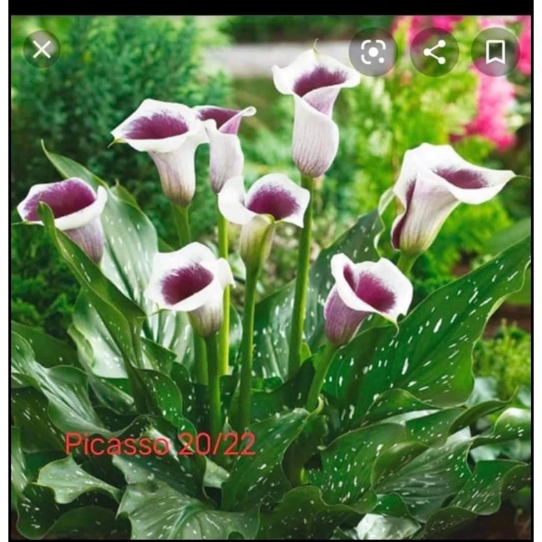Củ hoa Rum - Giống Hoa Nhập Khẩu