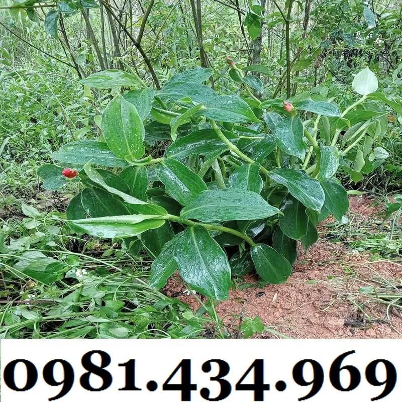 Củ Mía Dò (Cát Lồi) 01KG Tự Nhiên Chất Ngon