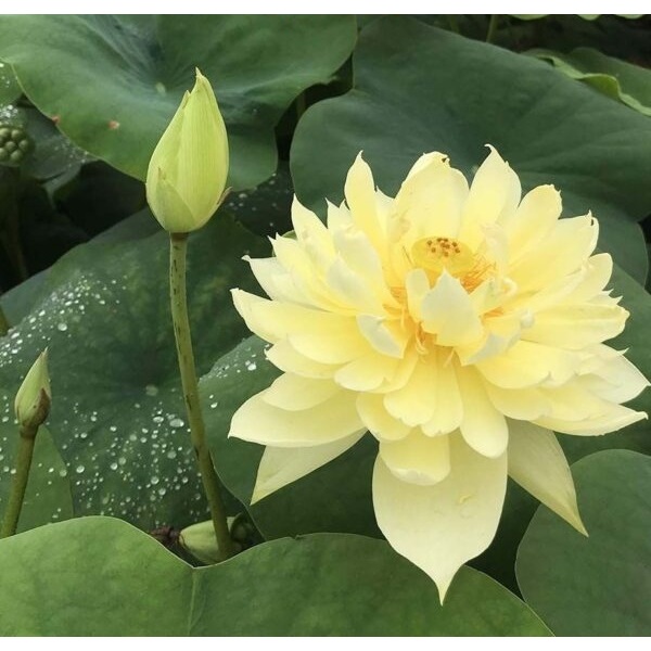 Củ giống hoa sen vàng " Autumn in moling "