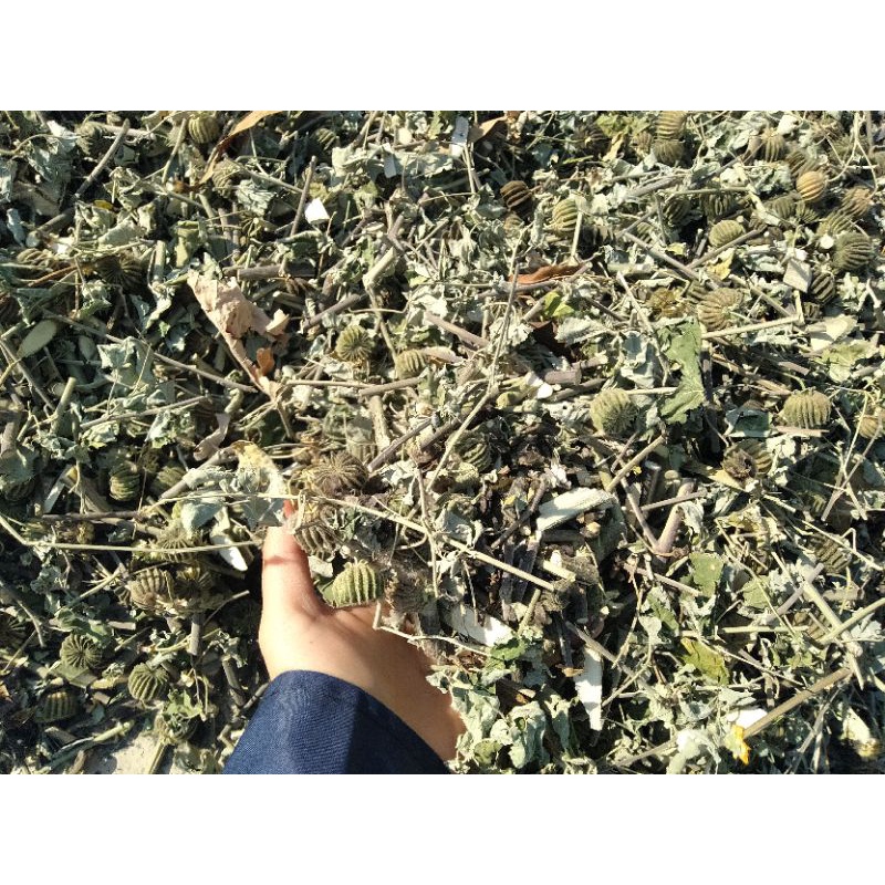 1kg cây cối xay khô