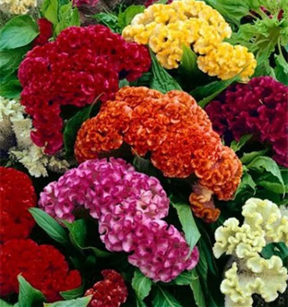 Hạt hoa mồng gà búa nhiều màu thân lùn - gói 0,3 gram