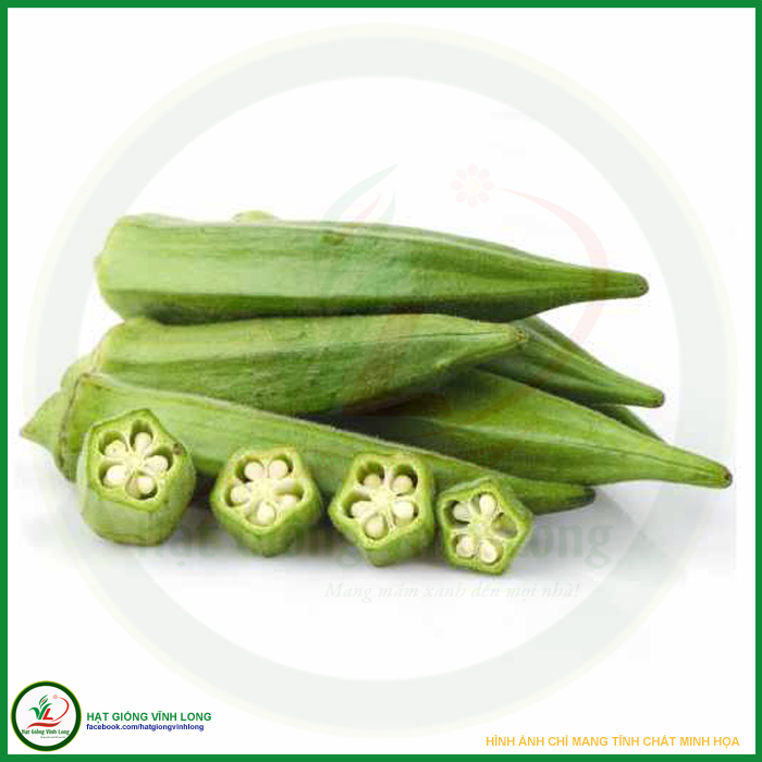 Hạt giống Đậu bắp 5 khía RD 646 - 20g