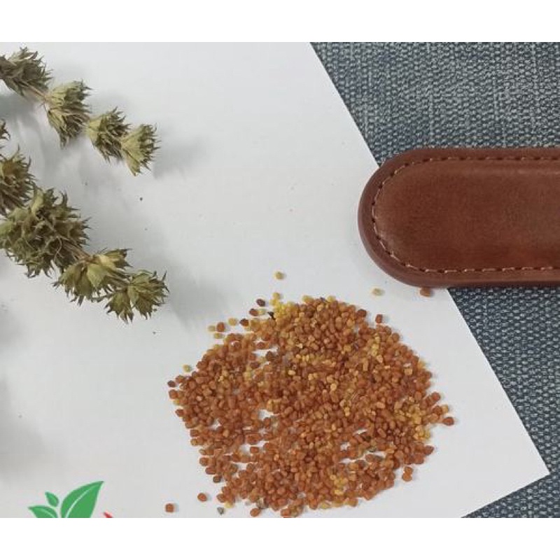 Hạt Giống Xuyên Tâm Liên - Gói 50 hạt