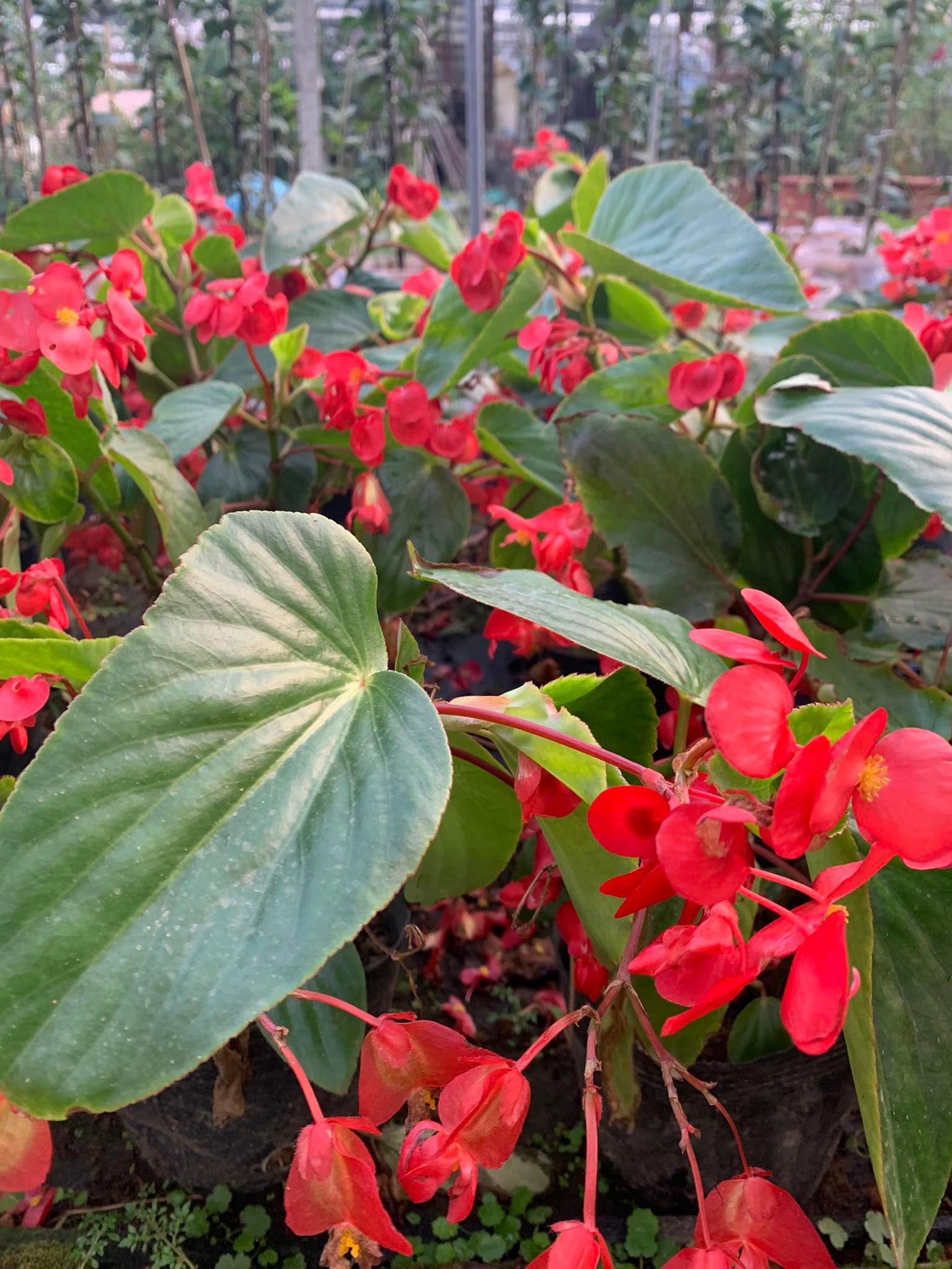 Cây sen cạn hoa đỏ (thu hải đường thấp)
